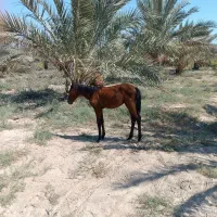 اسب عربی