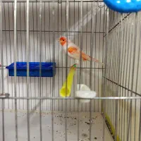 تعدادی قناری نر و ماده آماده