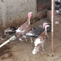 بوقلمون