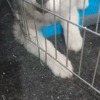 دوتا سگ نژاد هاسکی|سگ|چهارباغ, |دیوار