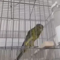 قناری رسمی بلند|پرنده|اندیشه, شهرک کوثر|دیوار