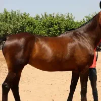 خرید انواع اسب دره شور ،عرب اسب اسب