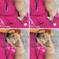 سگ پیتبول|سگ|رشت, معلم|دیوار