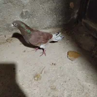 کبوتر پرشی|پرنده|شیروان (خراسان), |دیوار