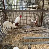 گم شدن خروس در آزادشهر