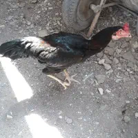 خروس لاری