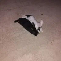 خرگوش اهلی|موش و خرگوش|عطاملک, |دیوار