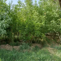 باغ ویلای سرسبز به متراژ 3900 متر غرق آباد نوبران|فروش خانه و ویلا|قم, صفائیه|دیوار