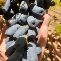 نهال های اصلاح شده و لیبل دار ممتاز