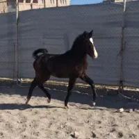 کره اسب کره سلطان داوری نو سیاه خانه خراب