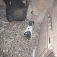 معاوضه باسرول ماده|پرنده|نوبران, |دیوار