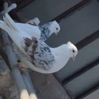 دوکت پلنگی نر