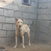 سگ ماده|سگ|بناب, |دیوار