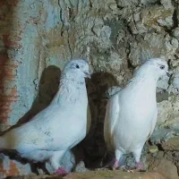 کبوتر شمرونی پرشی