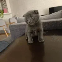 گربه میکس|گربه|شیراز, دشت چنار|دیوار