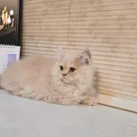 بچه گربه|گربه|بجنورد, |دیوار