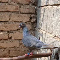 کبوتر