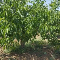 نهال پر کیفیت اصلاح شده|خدمات باغبانی و درختکاری|دره شهر, |دیوار