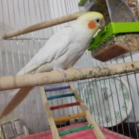عروس هلندی سخنگو