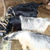 بز آبستن|حیوانات مزرعه|دهدشت, |دیوار