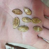 تخمه خام کدوتنبل امسالی تازه درشت.آنخ.لوبیاقرمز|خوردنی و آشامیدنی|مشهد, نظام دوست|دیوار