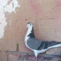 کفتر پلاکی قیل سرخ سبز کله دم سبز خرقه شامپیون|پرنده|شهرضا, |دیوار