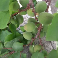 هرس کاری|خدمات باغبانی و درختکاری|شهریار, دهشاد بالا|دیوار