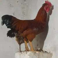 خروس
