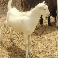 فروش کهره نر سانن اصل