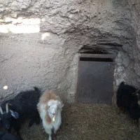 بز چاق فروشی|حیوانات مزرعه|بیرجند, |دیوار