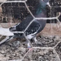 کفتر باخت رفته