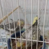 عروس هلندی مو لد|پرنده|کرج, آق تپه|دیوار