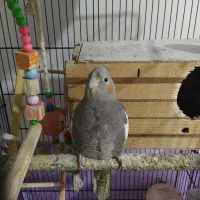 عروس هلندی نیمه اهلی ماده