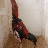 خروس لاری نسل چند عدد|حیوانات مزرعه|تهران, شهرک فردوس (حسینی)|دیوار