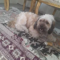 واگذاری سگ شیتزو|سگ|تبریز, |دیوار