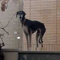 تازی سالوکی شکاری تیزوسرعتی بشرط تست،جوان نسل دار