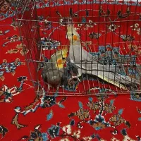 یک‌جفت‌عروس‌هلندی‌‌