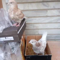 یک جفت کبوتر جوجه پرشی