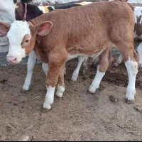 فروش انواع گاو گوساله|حیوانات مزرعه|سمنان, |دیوار