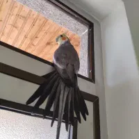 طوطی عروس هلندی|پرنده|اسالم, |دیوار