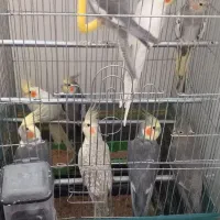 عروس‌هلندی وفنچ