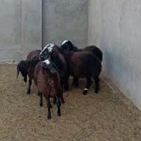 بره نر داشتی