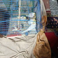 عروس هلندی مولد با جوجه