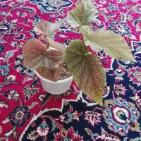 گل های طبیعی ، معاوضه هم دارم...