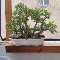 درختچه خرفه بونسای