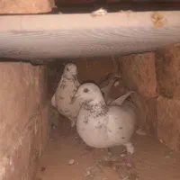 کبوتر|پرنده|مهربان, |دیوار