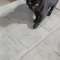 گربه مشکی نر ۵ ماهه گمشده|حیوانات|اسلام‌شهر, باغ فیض|دیوار