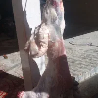 قصاب نمونه کشتاردام سنگین وسبک تکی وتعدادگوسفند