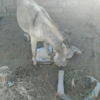 الاغ ماده خیلی خر خوبیه تو گله هم بوده|حیوانات مزرعه|نیشابور, مبارکه|دیوار