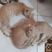 واگذاری گربه|گربه|قم, علی آباد سعدگان|دیوار